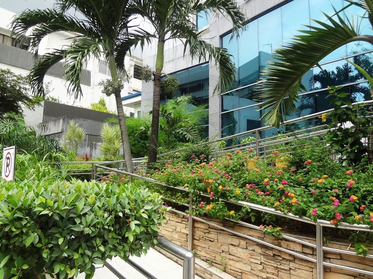 الزهور تساعد على تحسن مرضى جراحات البطن - أرشيفية