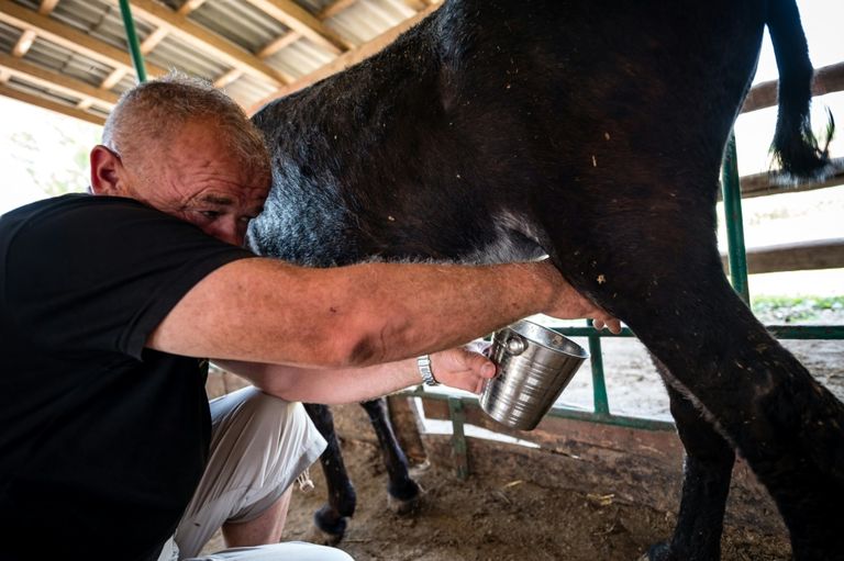 جبن الحمير الصربي فريد من نوعه