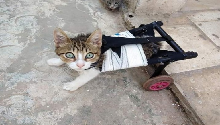 «كرسي متحرك» للقطط «ذات الاحتياجات الخاصة».. قصة أمل تونسية