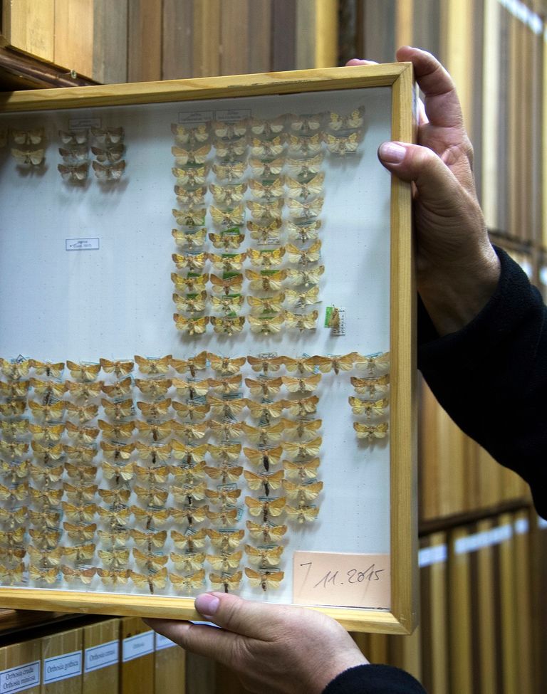 الدوافع وراء انقراض الحشرات تتمثل في التحضر والتلوث