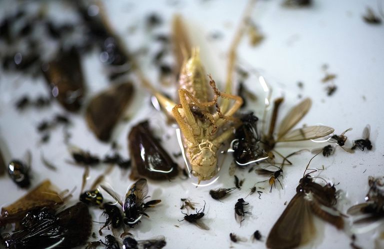 الدوافع وراء انقراض الحشرات تتمثل في التحضر والتلوث