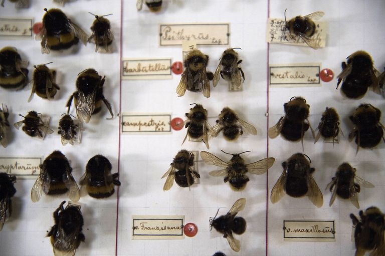 الدوافع وراء انقراض الحشرات تتمثل في التحضر والتلوث