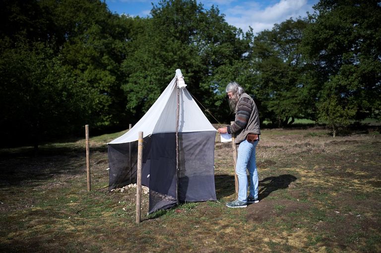 الدوافع وراء انقراض الحشرات تتمثل في التحضر والتلوث