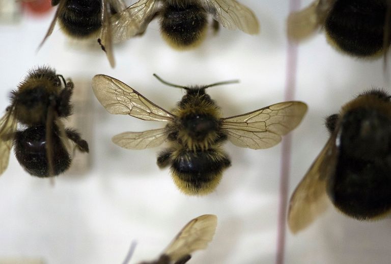 الدوافع وراء انقراض الحشرات تتمثل في التحضر والتلوث