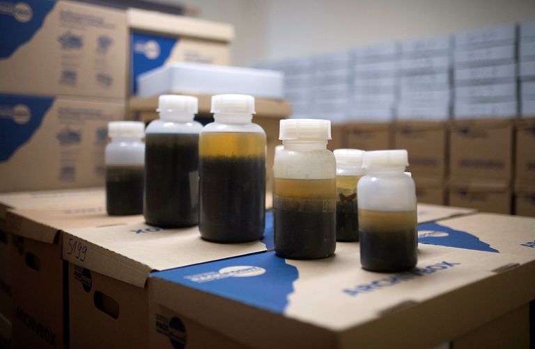 الدوافع وراء انقراض الحشرات تتمثل في التحضر والتلوث