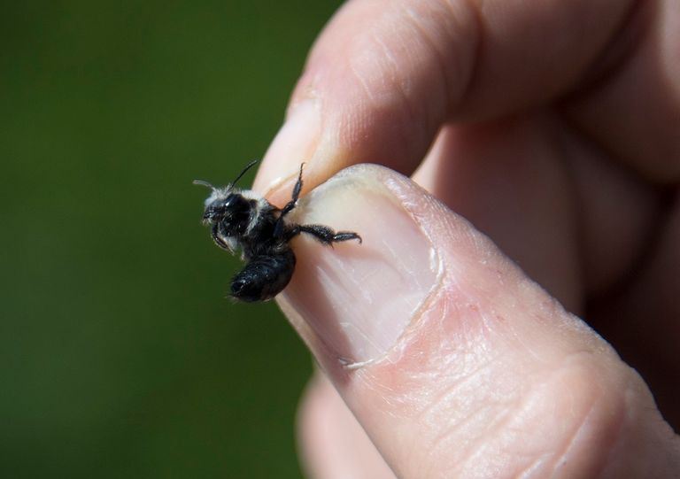 الدوافع وراء انقراض الحشرات تتمثل في التحضر والتلوث