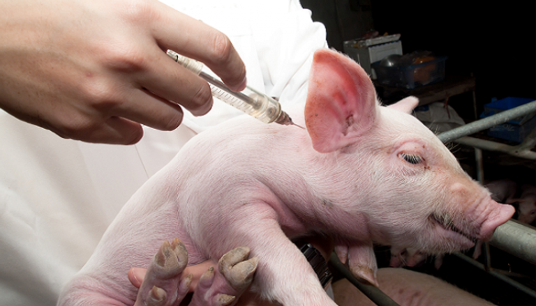 الصين تحرز تقدما في مكافحة حمى الخنازير الأفريقية