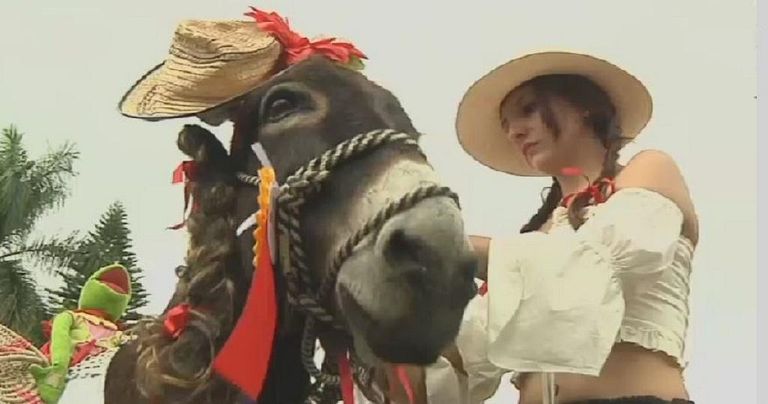 الحمير تتزين في مهرجان مونيكيرا