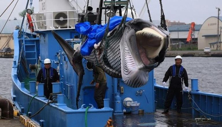 اليابان تصطاد الحيتان لأغراض تجارية