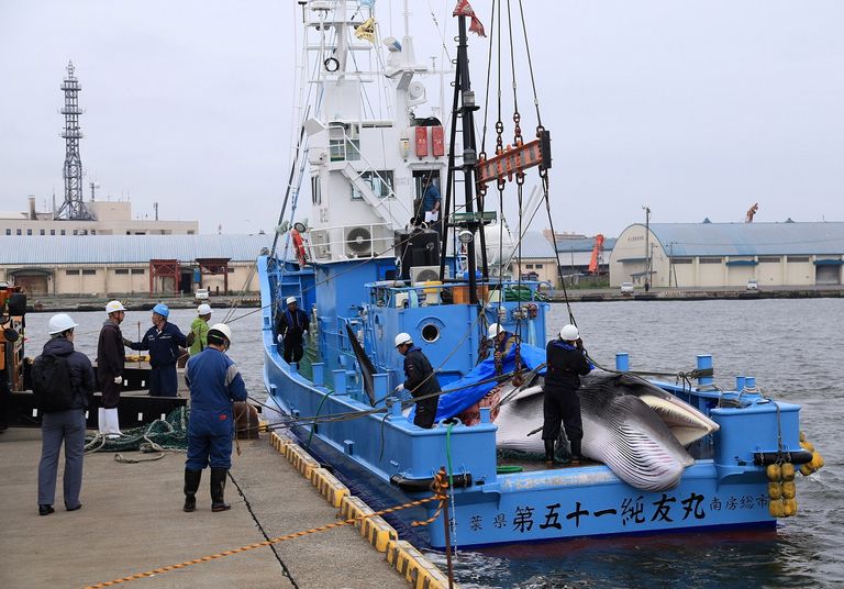 اليابان تصطاد الحيتان لأغراض تجارية