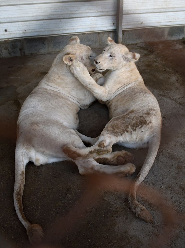 الأسود تتنزّه في حدائق باكستان