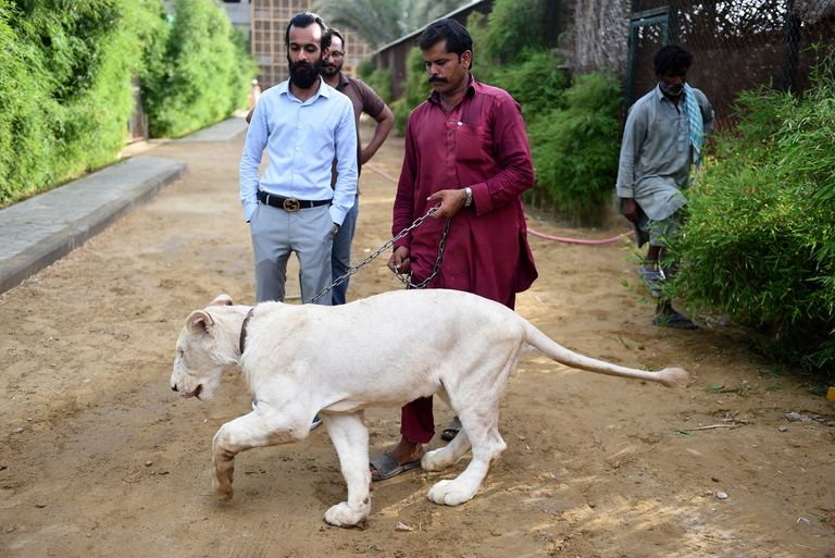 الأسود تتنزّه في حدائق باكستان