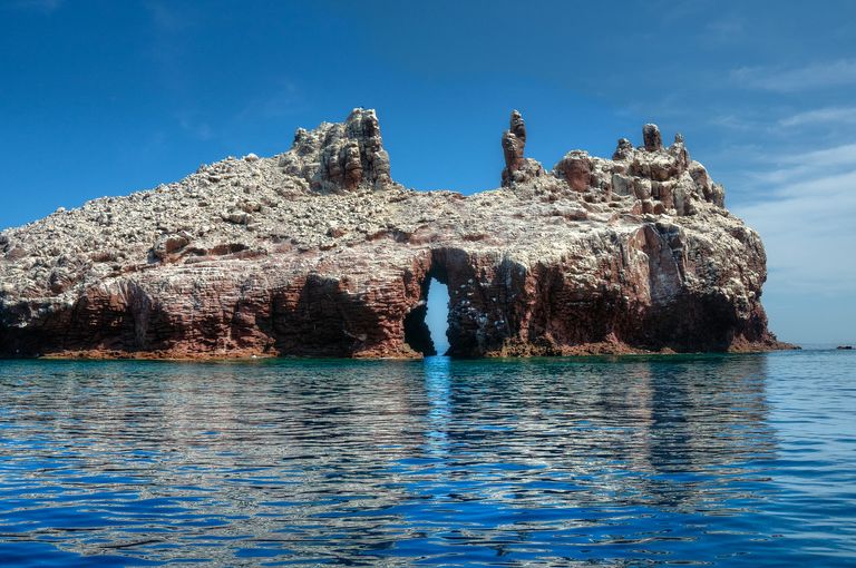 المكسيك بذلت جهودا ملموسة لحماية الفاكيتا المهدد بالانقراض