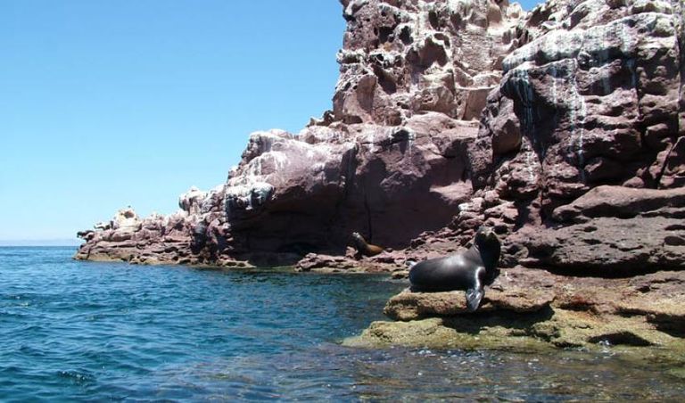 المكسيك بذلت جهودا ملموسة لحماية الفاكيتا المهدد بالانقراض