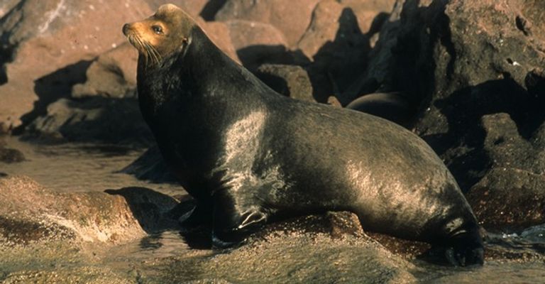 المكسيك بذلت جهودا ملموسة لحماية الفاكيتا المهدد بالانقراض