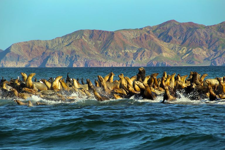 المكسيك بذلت جهودا ملموسة لحماية الفاكيتا المهدد بالانقراض