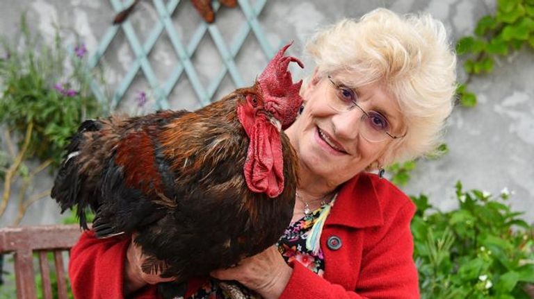 صاحبة الديك موريس