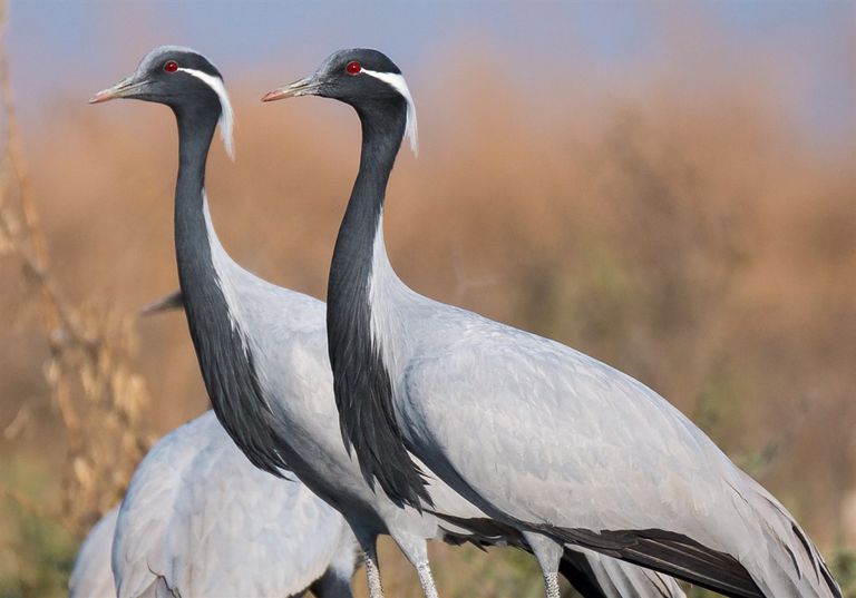 قافتا شيرارو الإثيوبية موقع سياحي مميز