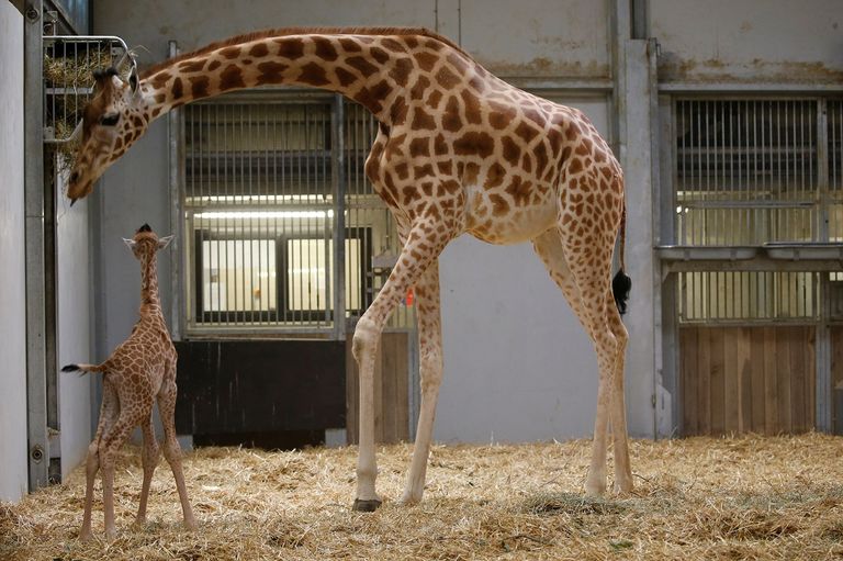 الجمهور يشاهد المولود الجديد لعائلة الزرافات