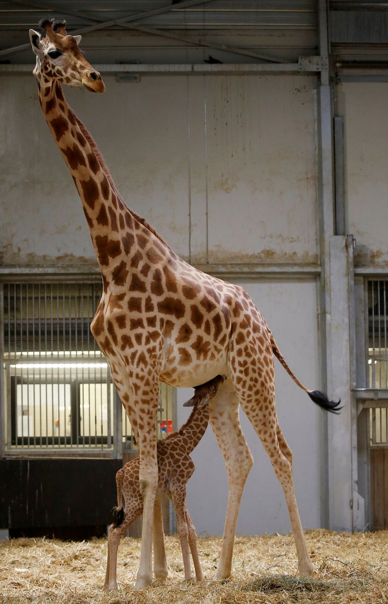 الجمهور يشاهد المولود الجديد لعائلة الزرافات