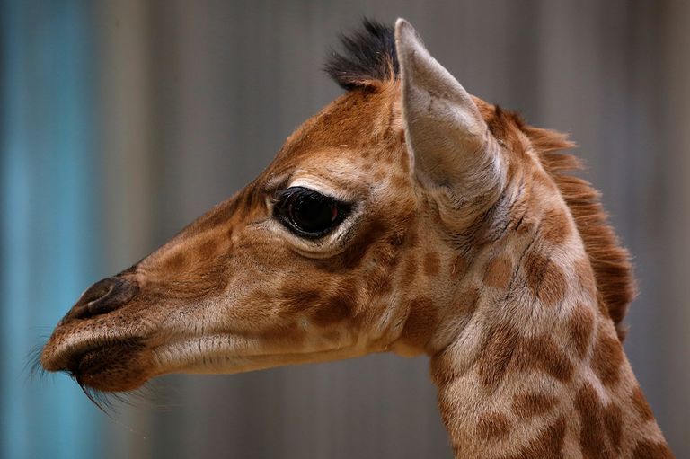 الجمهور يشاهد المولود الجديد لعائلة الزرافات