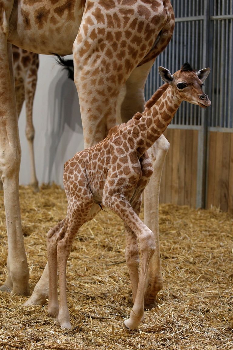 الجمهور يشاهد المولود الجديد لعائلة الزرافات