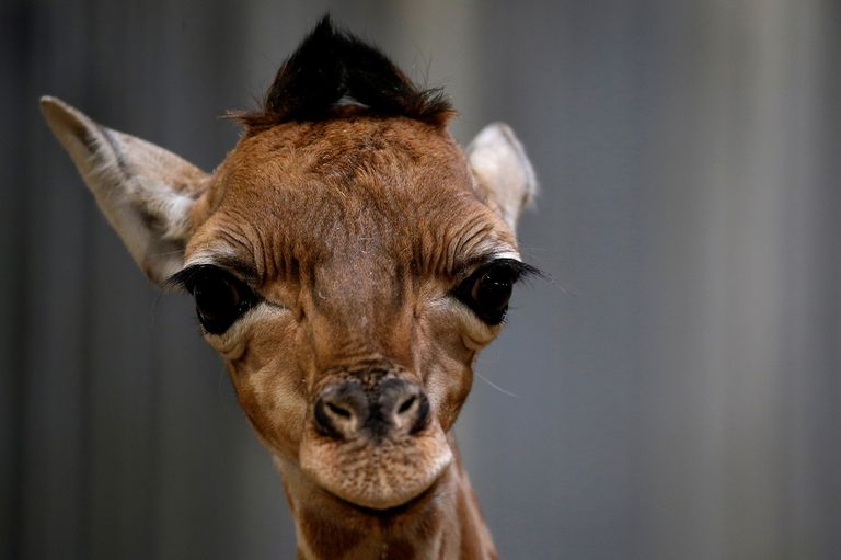 الجمهور يشاهد المولود الجديد لعائلة الزرافات