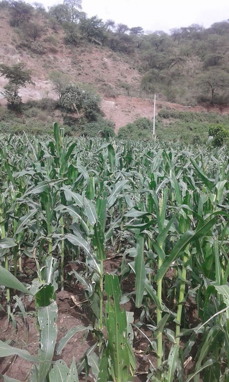 دودة الحشد الخريفية تنتشر في إقليم أمهرا الإثيوبي