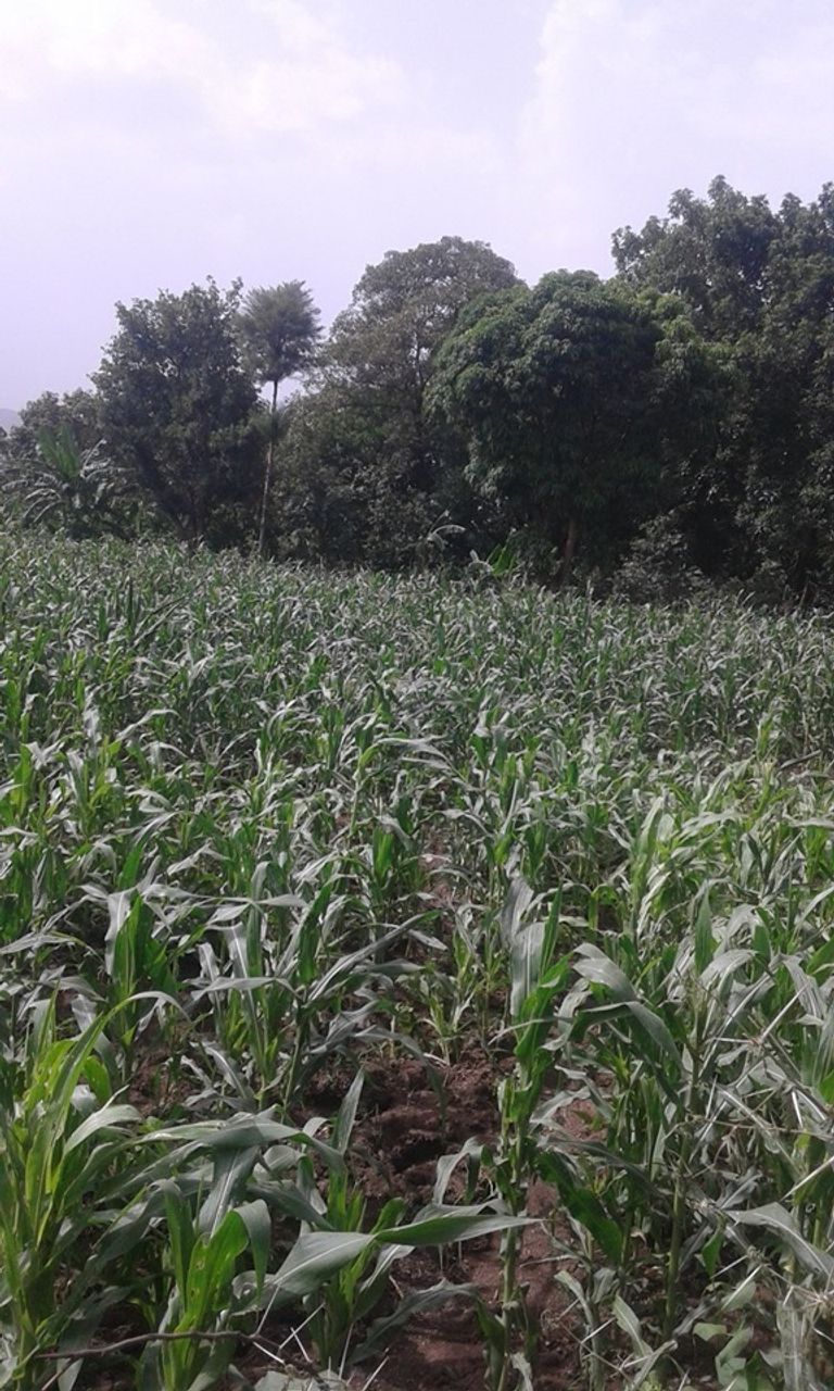 دودة الحشد الخريفية تنتشر في إقليم أمهرا الإثيوبي