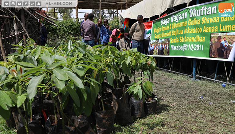 حملة لغرس 10 آلاف شتلة أفوكادو في إثيوبيا