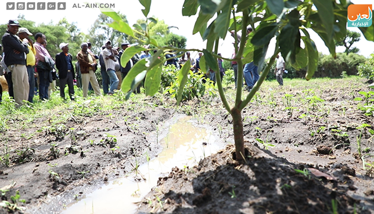 حملة لغرس 10 آلاف شتلة أفوكادو في إثيوبيا
