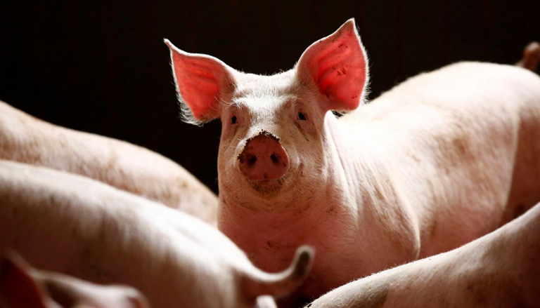 الصين أعلنت 144 بؤرة انتشار لحمى الخنازير الأفريقية منذ أغسطس 2018