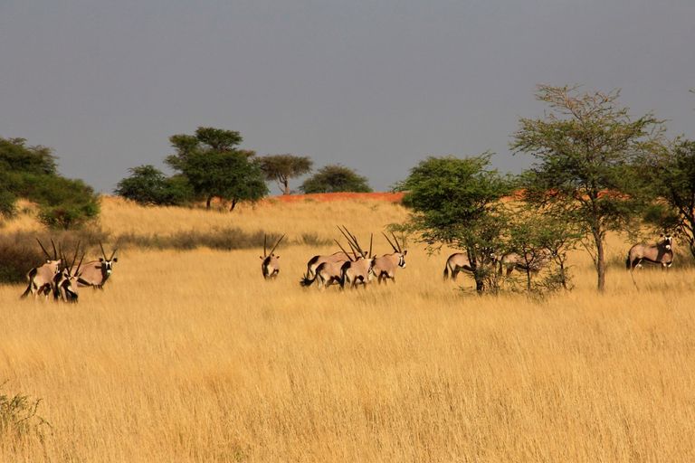 سفاري في أفريقيا