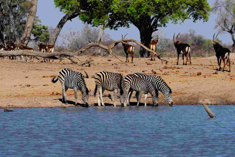 سفاري في أفريقيا