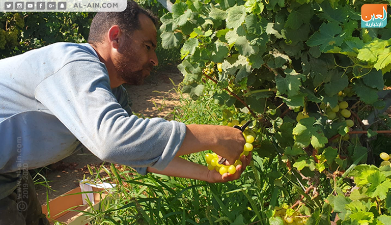 محصول العنب في غزة