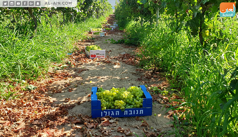 محصول العنب في غزة 