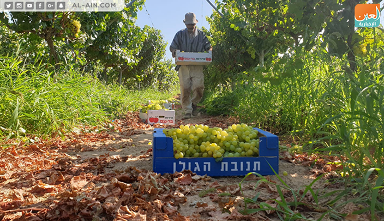 محصول العنب في غزة