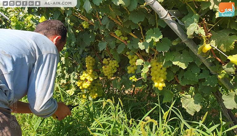 محصول العنب في غزة