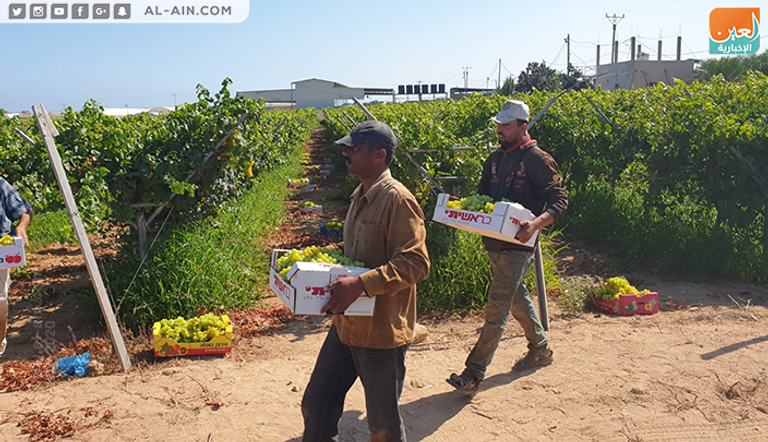 محصول العنب في غزة