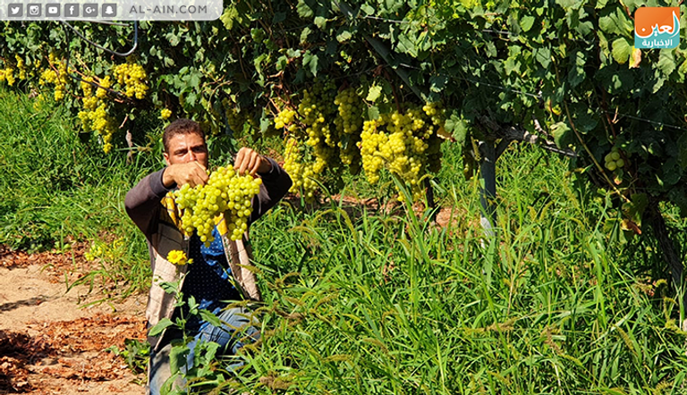 محصول العنب في غزة