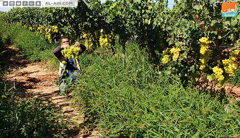 محصول العنب في غزة