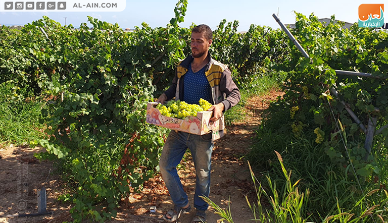 محصول العنب في غزة