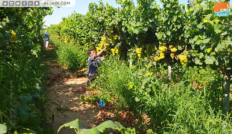 محصول العنب في غزة