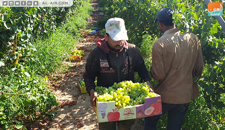 محصول العنب في غزة