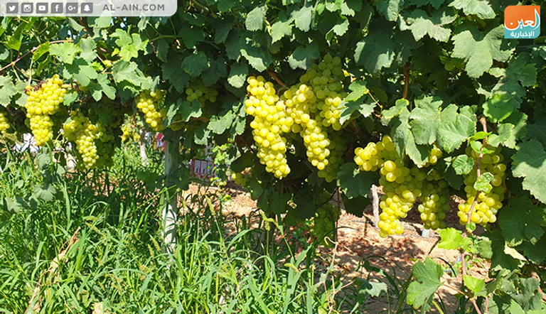 محصول العنب في غزة