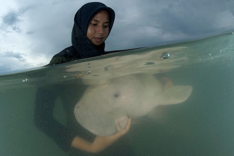 نحو 250 حيواناً من بقر البحر تعيش في مياه جنوب تايلاند