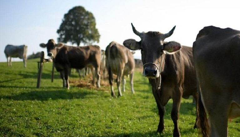 أسباب جينية تتحكم في إنتاج الأبقار لغاز الميثان