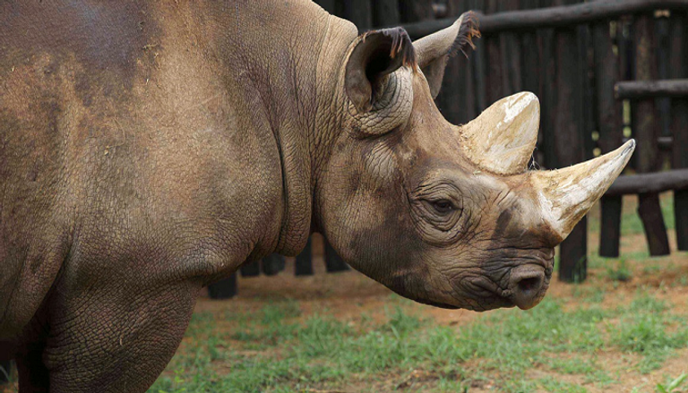 حالات نفوق وحيد القرن تتزايد