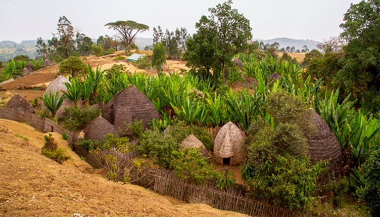 إثيوبيا سجلت "إنست" كنبتة وطنية منذ عام 1998