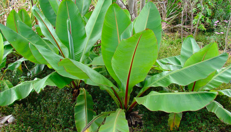 إثيوبيا سجلت "إنست" كنبتة وطنية منذ عام 1998